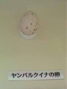 ヤンバルクイナの卵